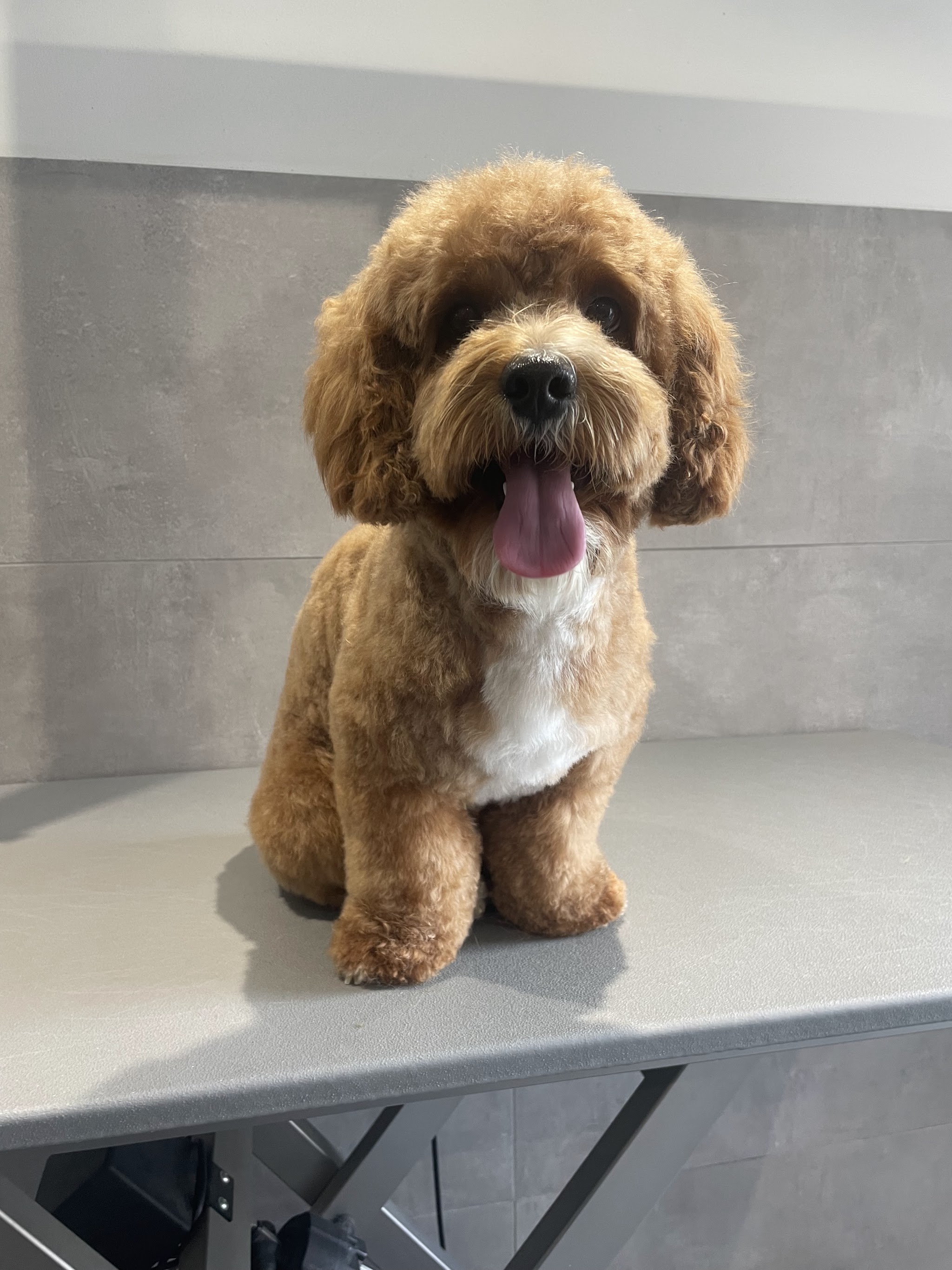 Bruine hond met een verzorgde krullende vacht op de trimtafel