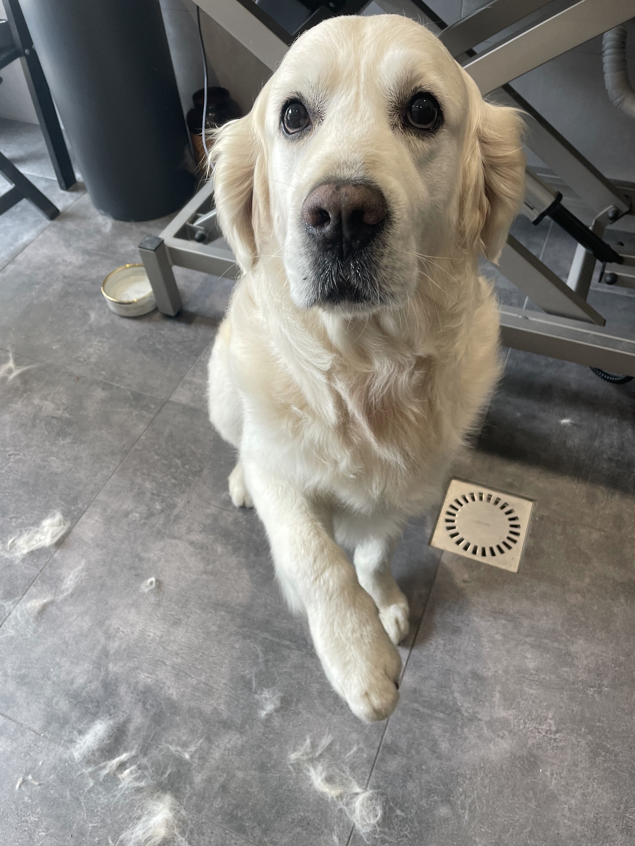 Labrador die opkijkt in de trimsalon