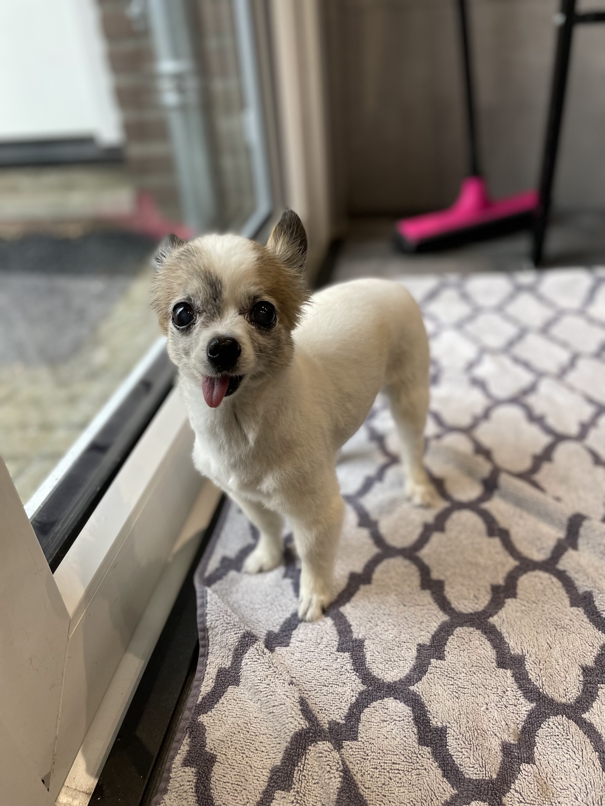 Kleine witbruine hond bij de deur van de salon