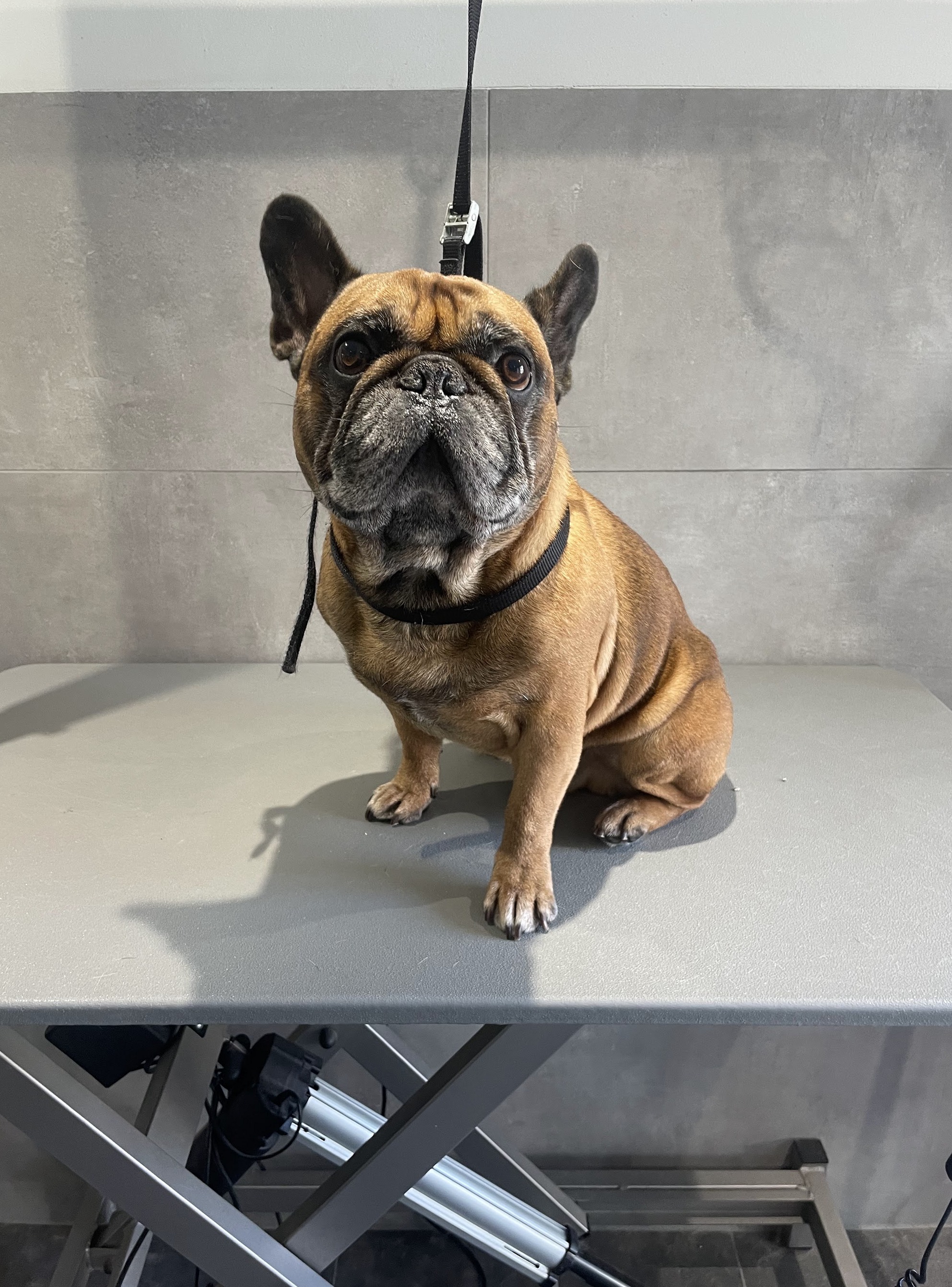 Franse bulldog rechtop op de trimtafel in Blerick