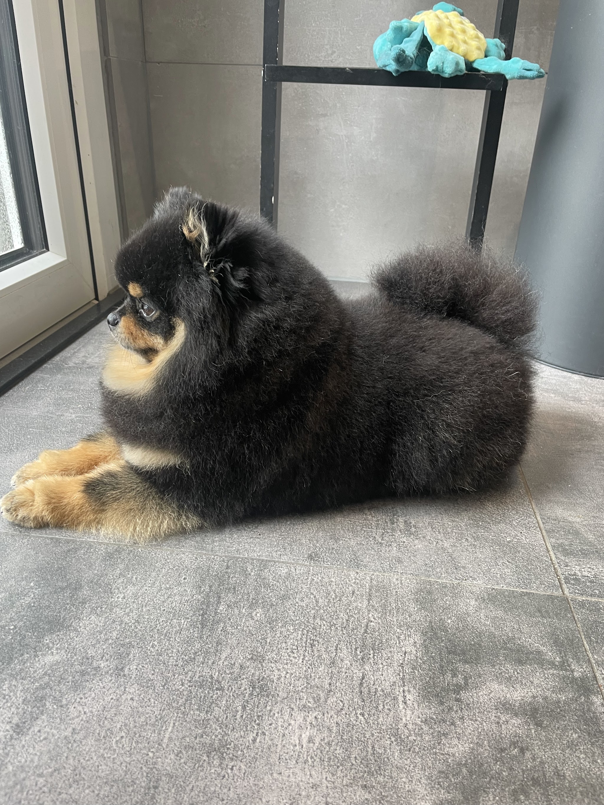 Zwarte hond met bruine poten en een volle vacht