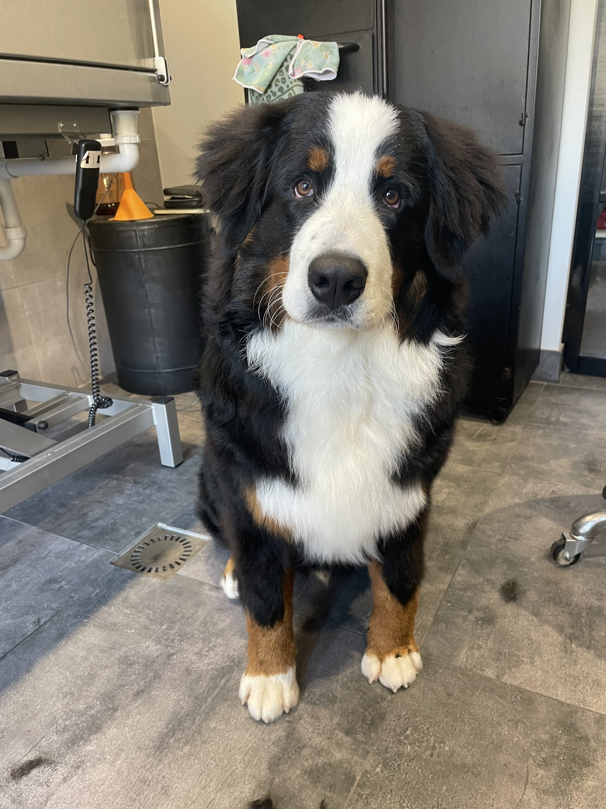 Berner sennenhond met een verzorgde vacht in de salon